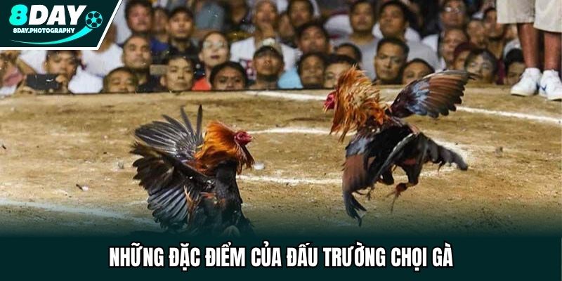 Những đặc điểm của đấu trường chọi gà