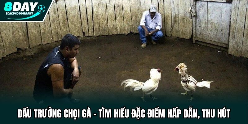 Đấu Trường Chọi Gà - Tìm Hiểu Đặc Điểm Hấp Dẫn, Thu Hút
