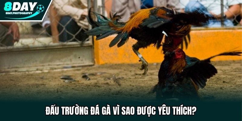 Đấu trường đá gà vì sao được yêu thích?