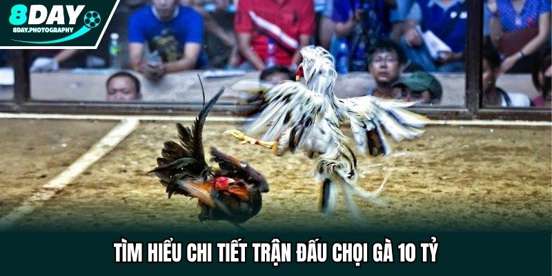 Tìm hiểu chi tiết trận đấu chọi gà 10 tỷ
