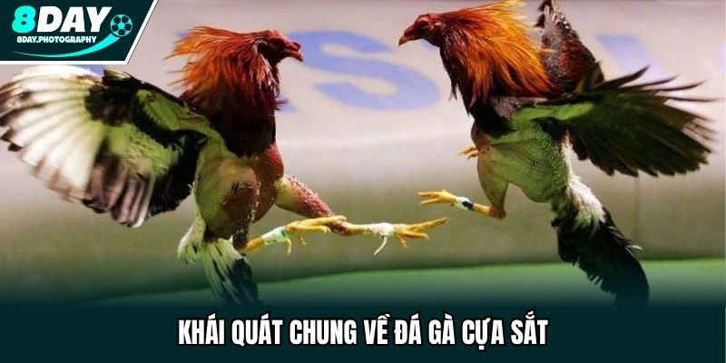 Khái quát chung về đá gà cựa sắt